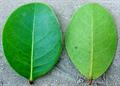 آلوی بهشتی، Paradise Plum  ، icaco